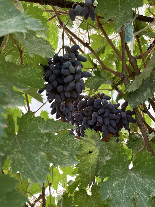 Продам дачу 9 соток