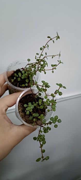 Комнатные цветы по 1000 тенге