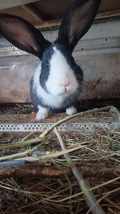 Vând  mascul  hycole ..