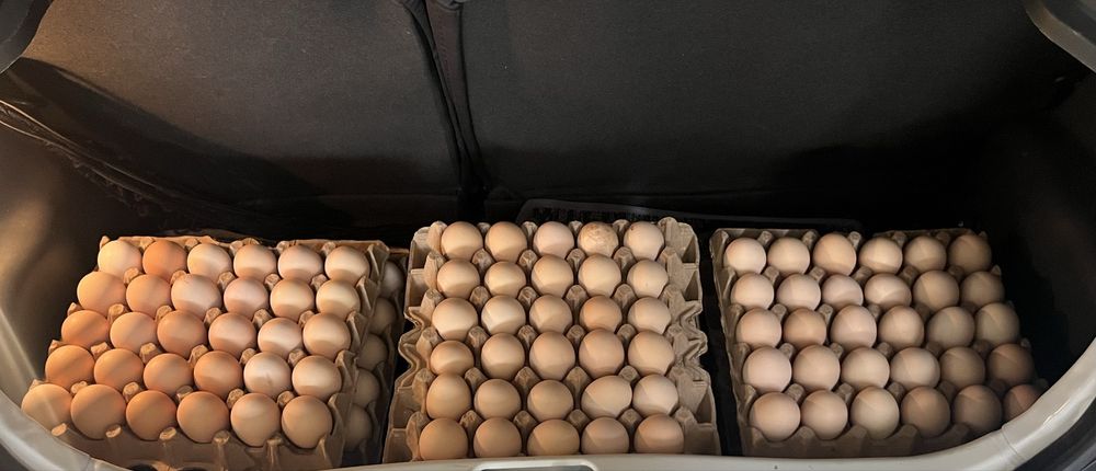 домашний яйца, уй тухуми