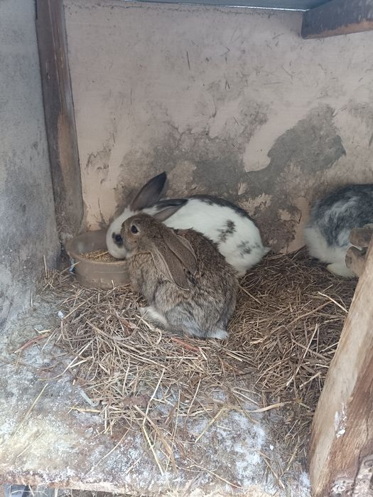 Крольчата 3 месяца