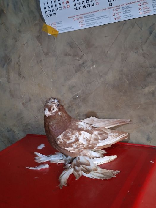 Голуби голуби голуби