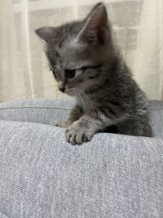 Котенок ДЕВОЧКА скрая