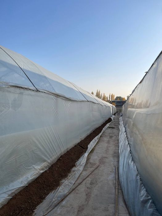 Teplitsa sotiladi hamma sharoit bor