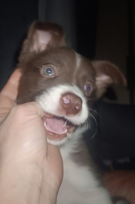 бордер колли щенок