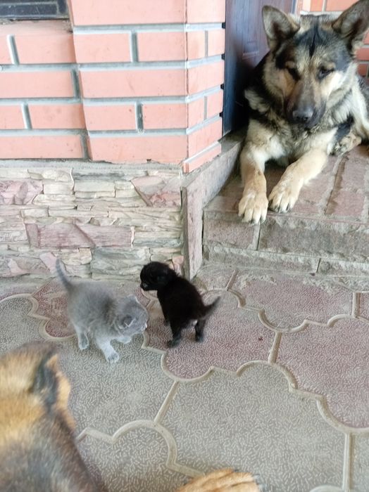Котята бесплатно