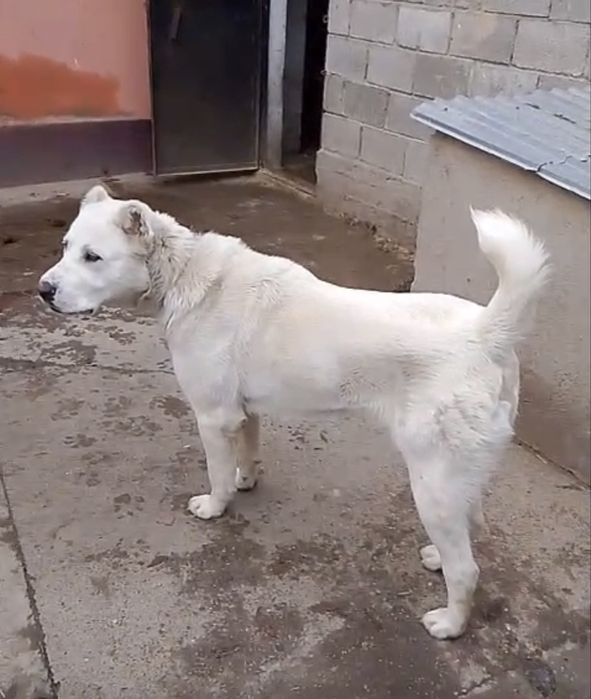 Продам собаку алабай