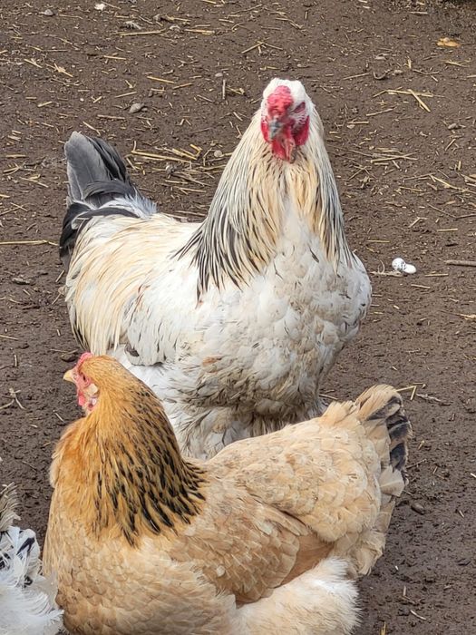 Брама қораз сатылады