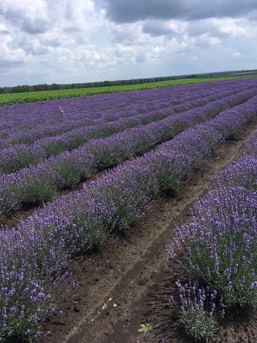 Разсад лавандула