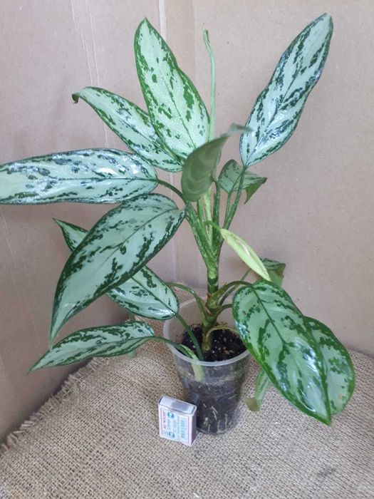 Аглаонема (Aglaonema)