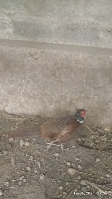 Fazan xoʻrozi sotiladi