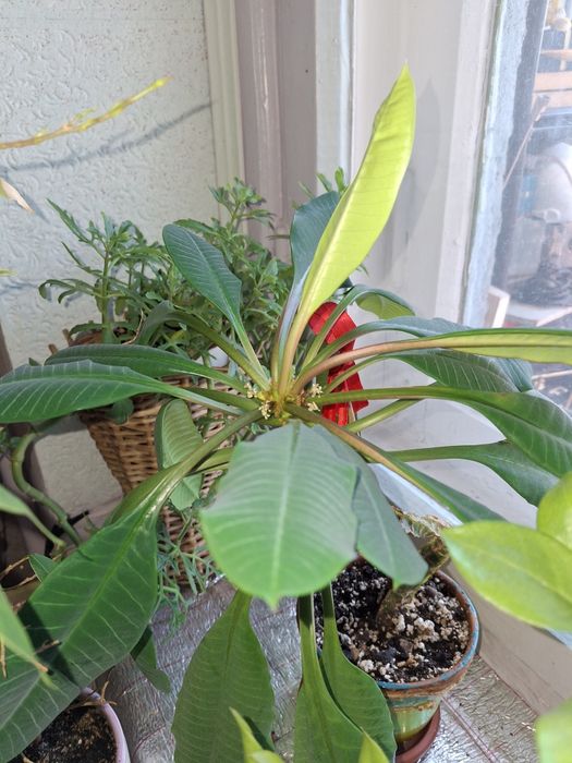 Комнатные растения и цветы