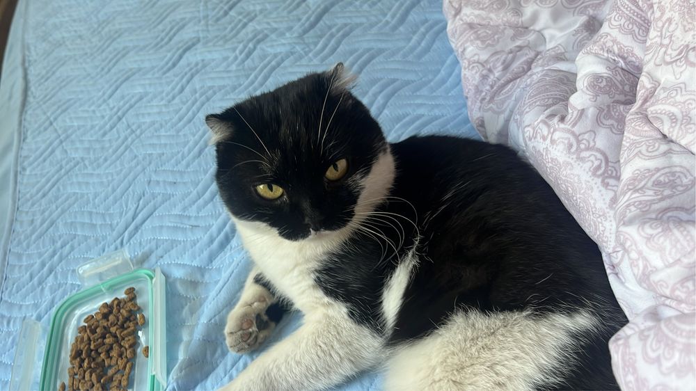 Отдаю в хорошие руки