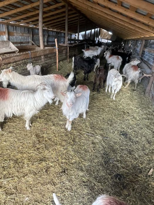 Vand capre bune de lapte