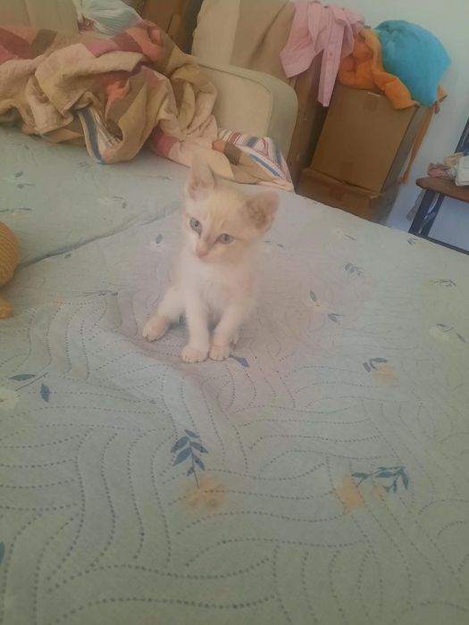 2 айлык мысык котенок