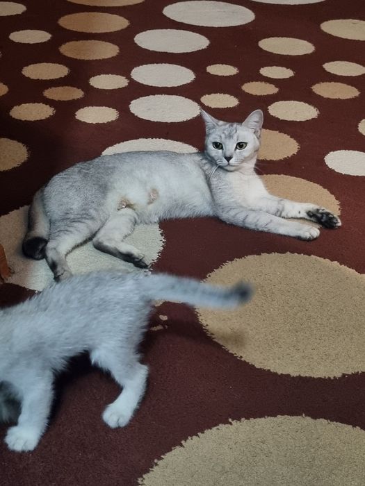 Серебристая шиншилла 2 та боласи билан срочно сотилади