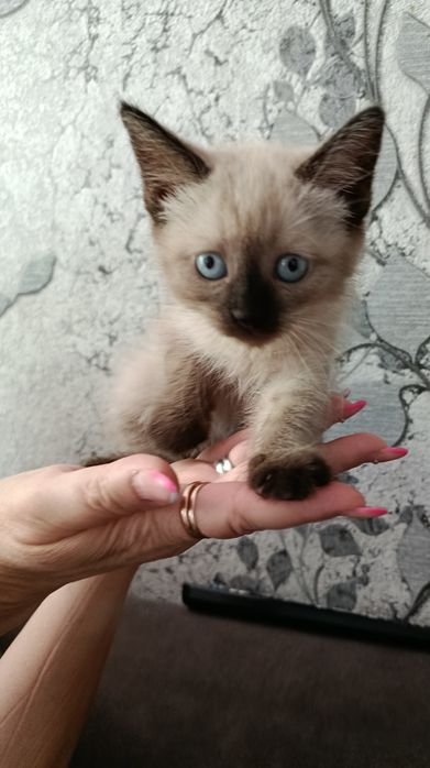 Продам котёнка Шиншила