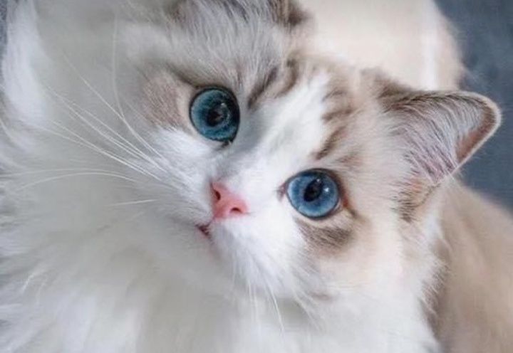 Привозные РЕГДОЛЛЫ!!