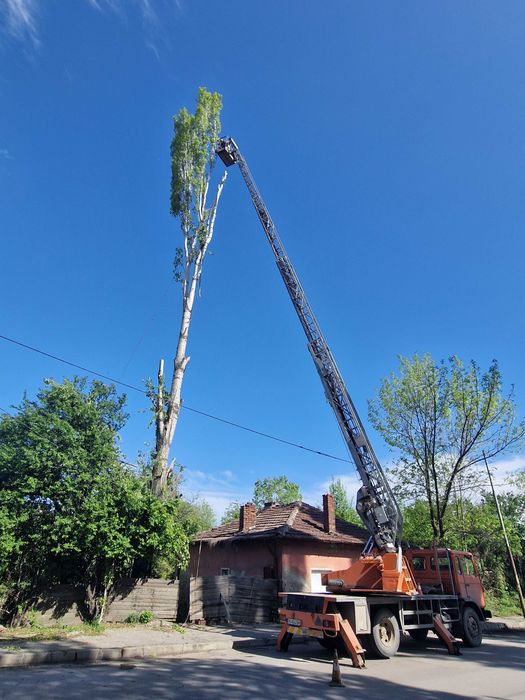 Кастрене, оформяне и премахване на дървета