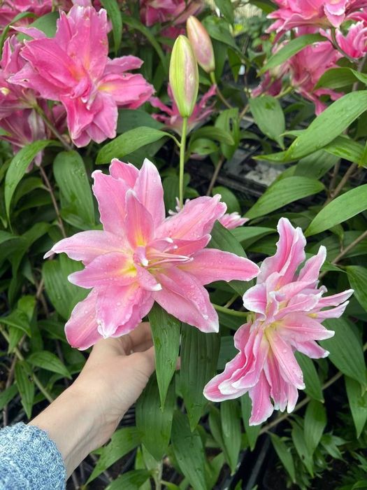 Махровые лилии Roselily