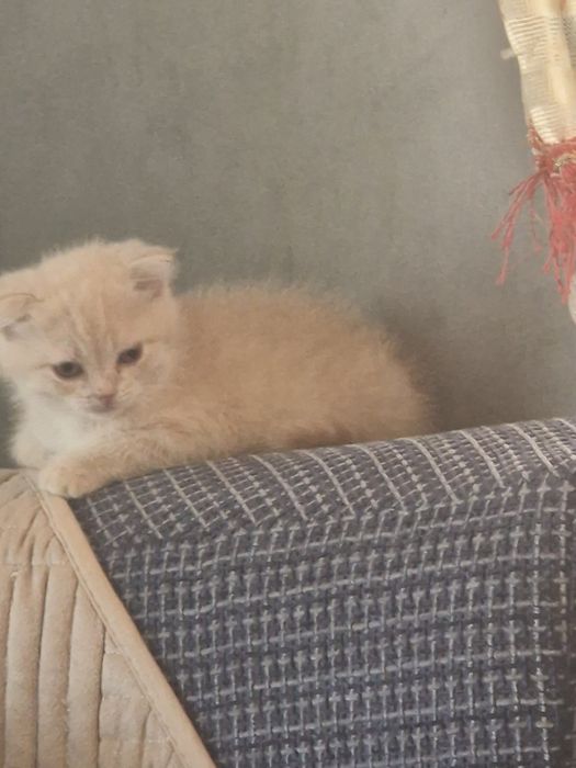 Шотланский вислоухий кот