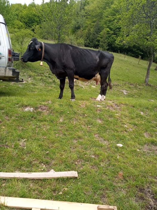 Vacă  de vânzare