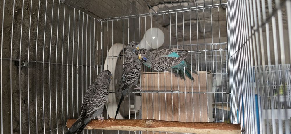 Qush dabl black sotiladi para tayyor