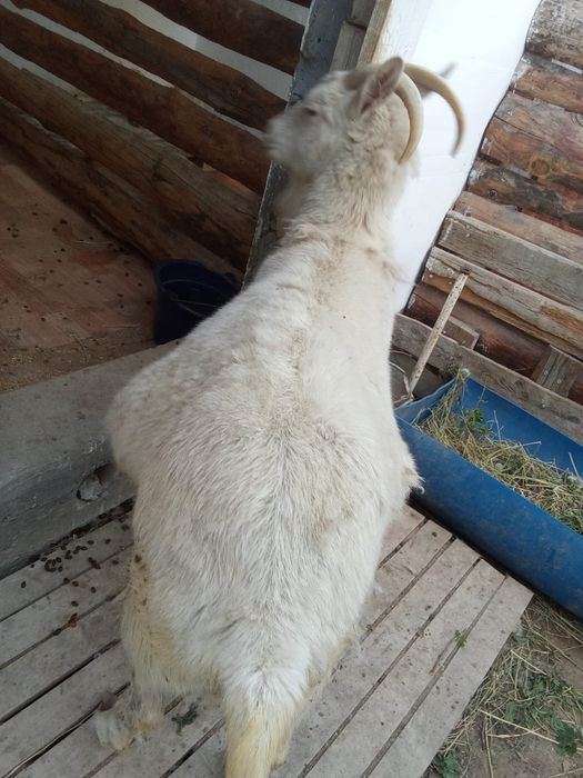 Ешкі орыс сатылады