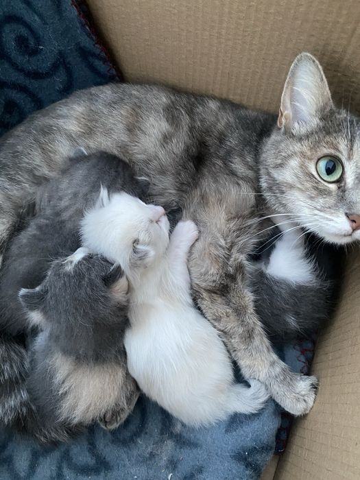 котята бесплатно в добрые руки