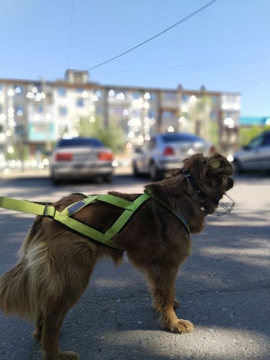 Айфон с гарантий