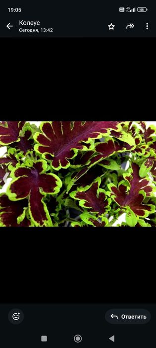 Комнатные растения