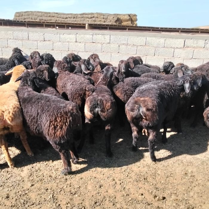 Қозы қошқарлар бар 45 бас