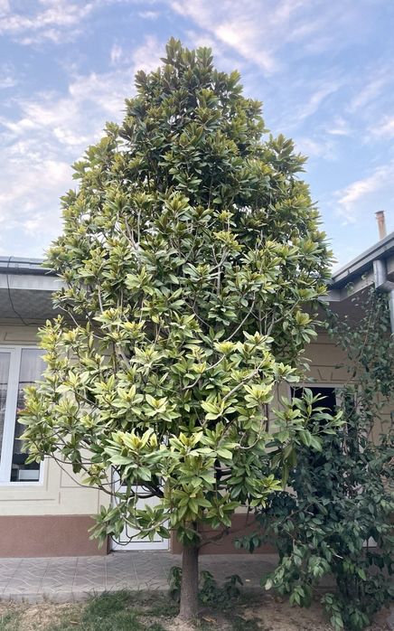 Magnoliya, магнолия 8 metr