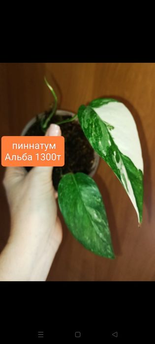 Сциндпсус от 1800т