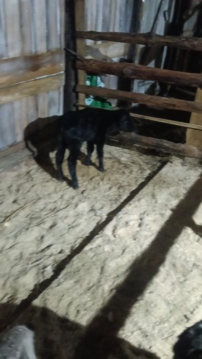 Продам телят 10 дневные Ангус сементал торг