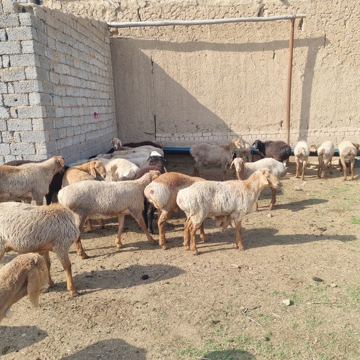 Арашан кучкор зури