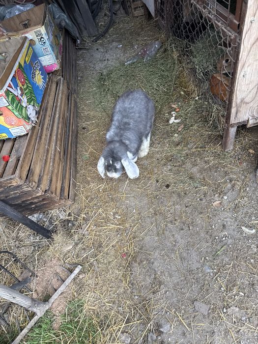 Кролик срочно продоеться