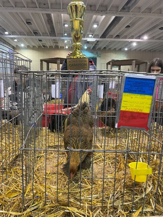 Oua incubat brahma pitic