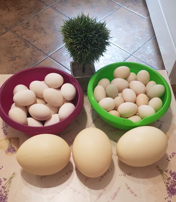 Oua rata/gasca/strut