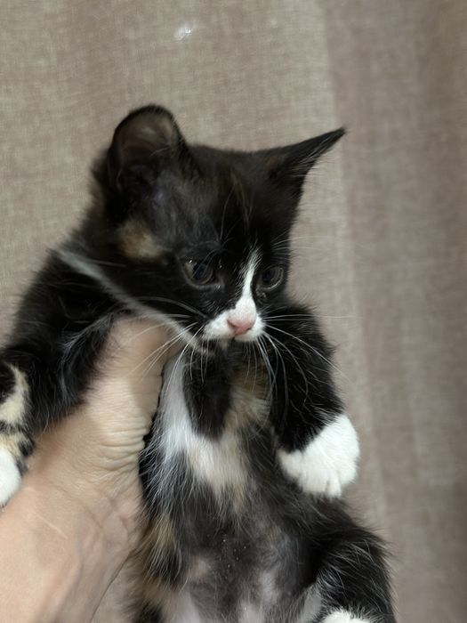 Котята в поисках дома