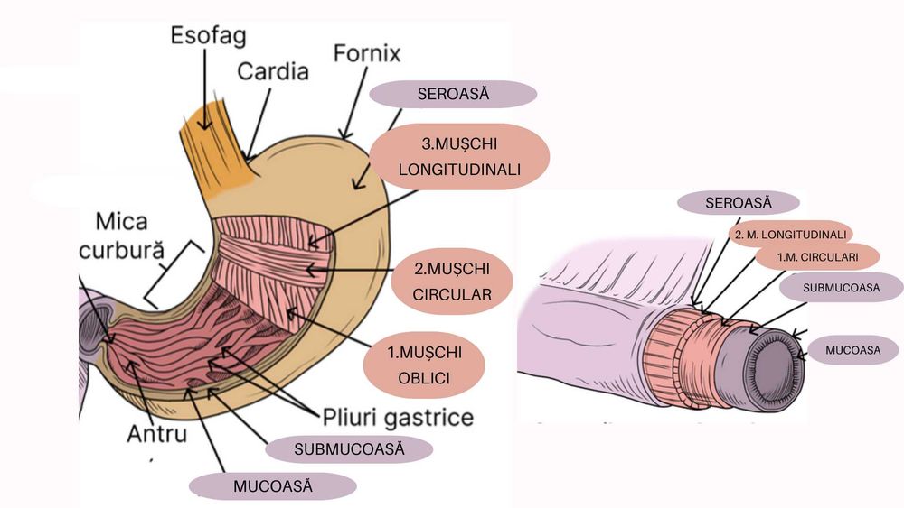 Meditatii Biologie pentru Admiterea la Medicina Generala și Dentară