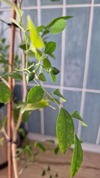 Муррайя(императорское дерево)