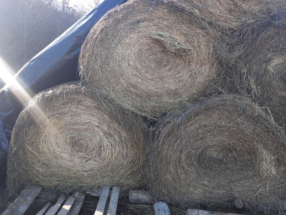 Vând baloti de lucerna, fan și paie de orz