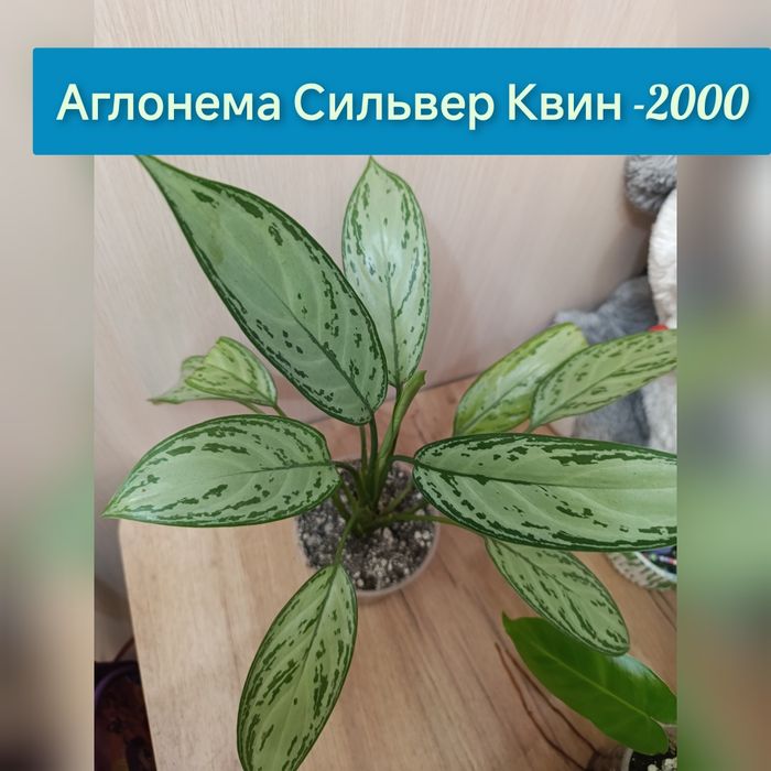 Комнатные цветы недорого