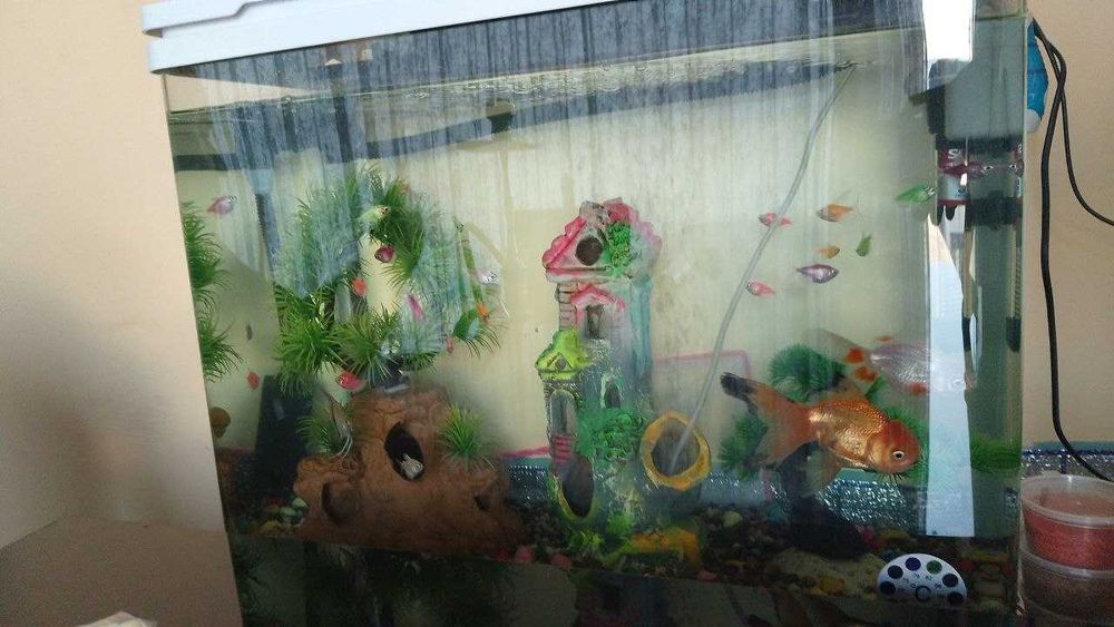 Akvarium sotiladi baliqlari bilan hamma narsasi bor