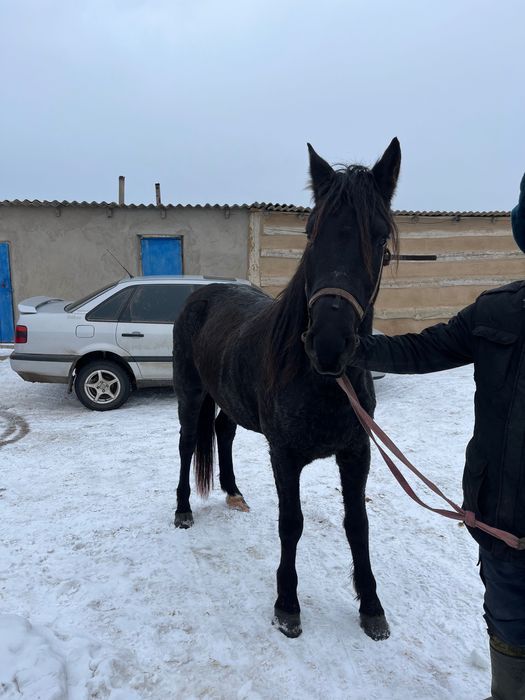 жабы тұқымды ат сатылады