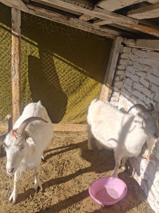 Срочно! Продаются козы