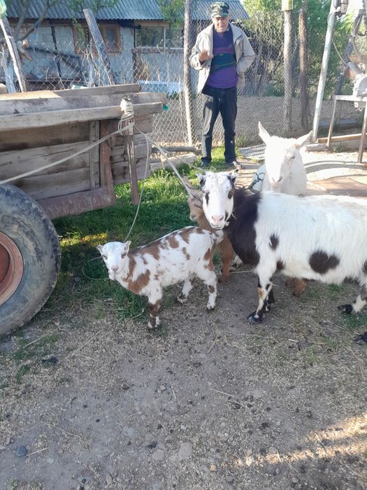 Vând 3 capre si doua iedute