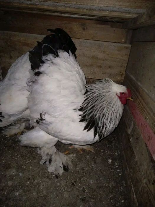 Кокошки, брами, брами