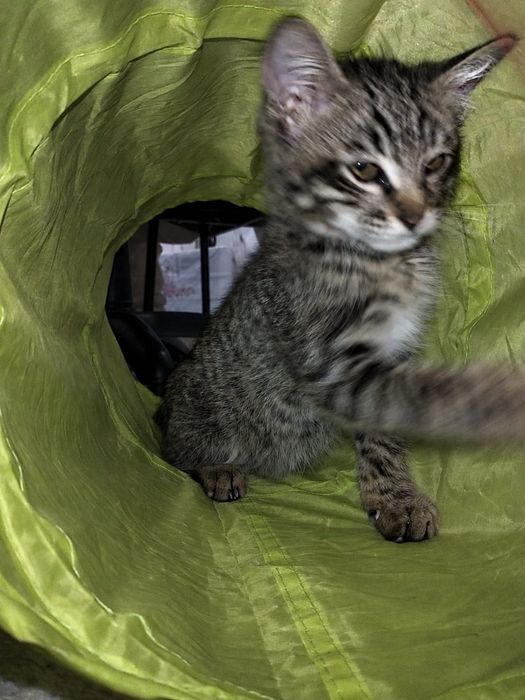 Котёнок в добрые руки!